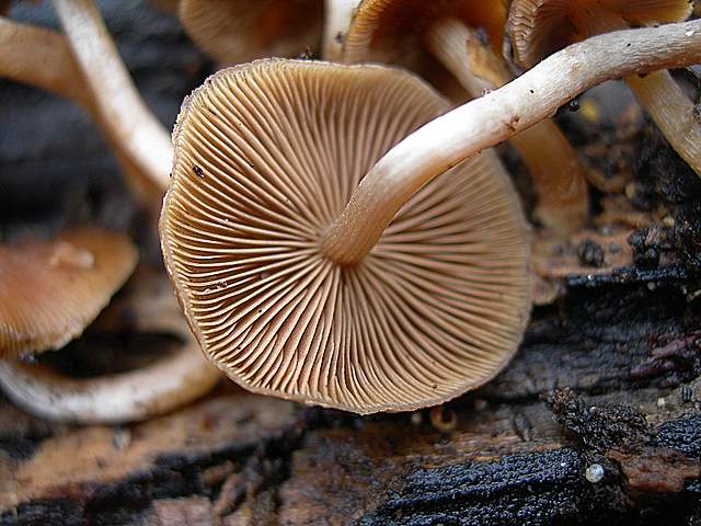 Psathyrella laevissima     (Romagn.)     Singer